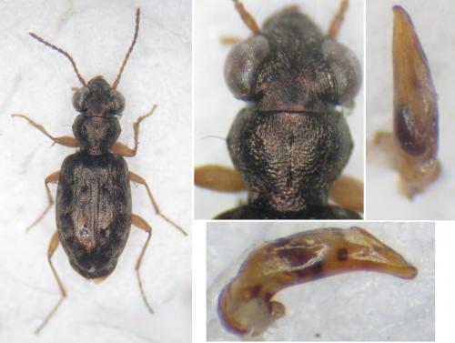 Réf. 251 448 : Asaphidion curtum