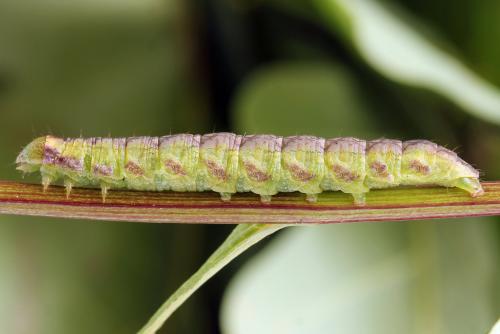 Cucullia gnaphalii