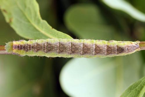 Réf. 251 035 : Cucullia gnaphalii