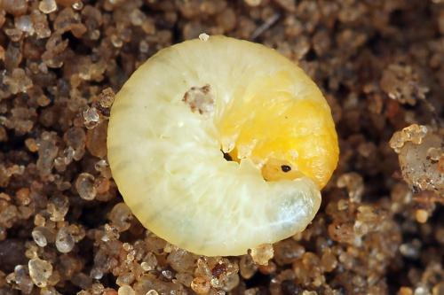 Caliroa varipes