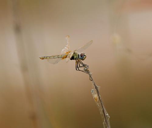 Urothemis edwardsii