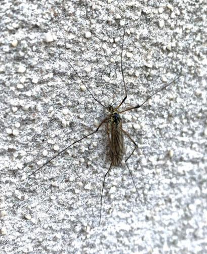 Nephrotoma appendiculata