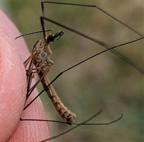 Réf. 251 374 : Tipula sp.
