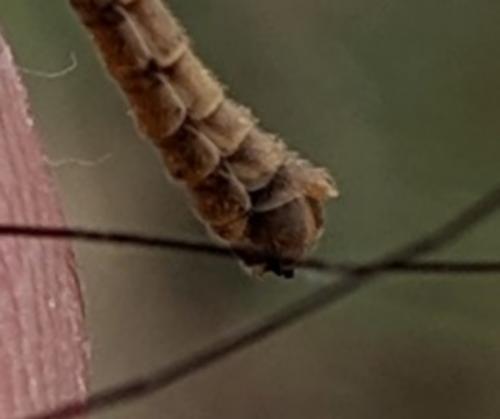 Réf. 251 436 : Tipula sp.