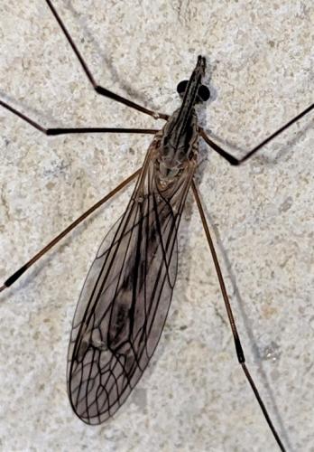 Réf. 251 373 : Tipula sp.