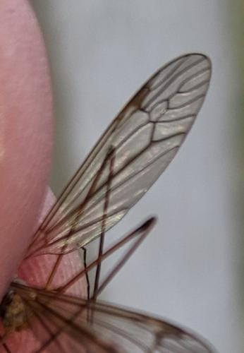 Réf. 251 376 : Tipula sp.