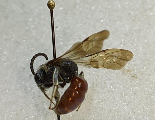 Sphecodes albilabris