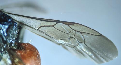 Réf. 251 300 : Sphecodes albilabris