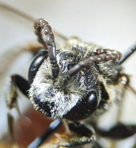 Réf. 251 304 : Sphecodes albilabris