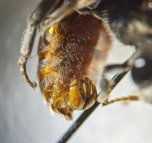 Réf. 251 306 : Sphecodes albilabris