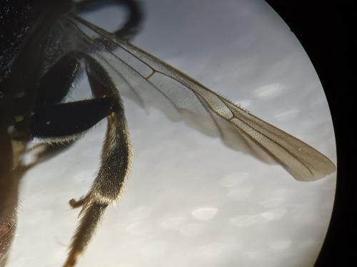 Sphecodes albilabris