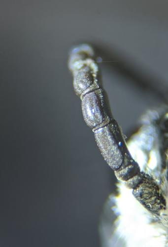 Sphecodes albilabris