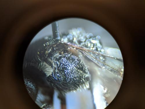 Sphecodes albilabris