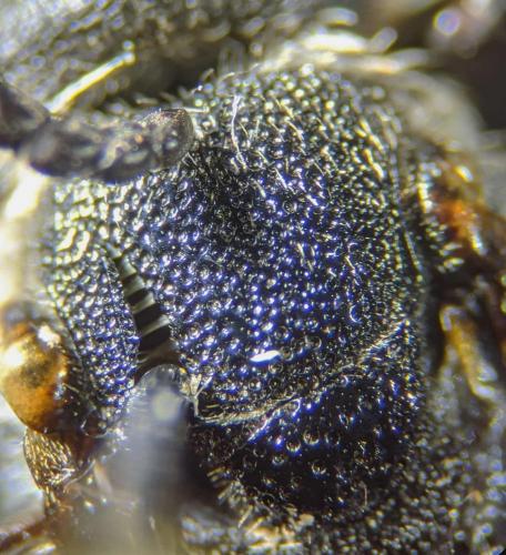 Réf. 251 313 : Sphecodes albilabris