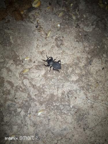 Réf. 251 836 : Scaurus sp.