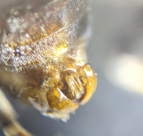 Réf. 251 314 : Sphecodes albilabris