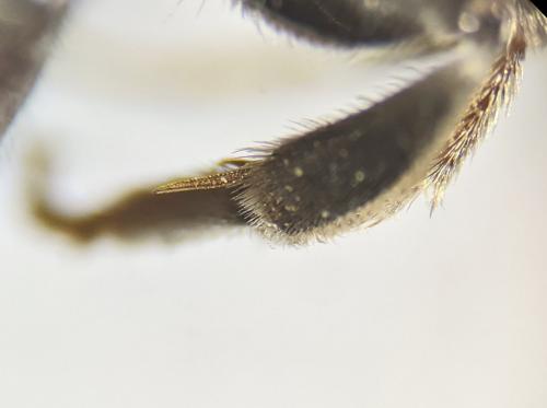 Sphecodes albilabris