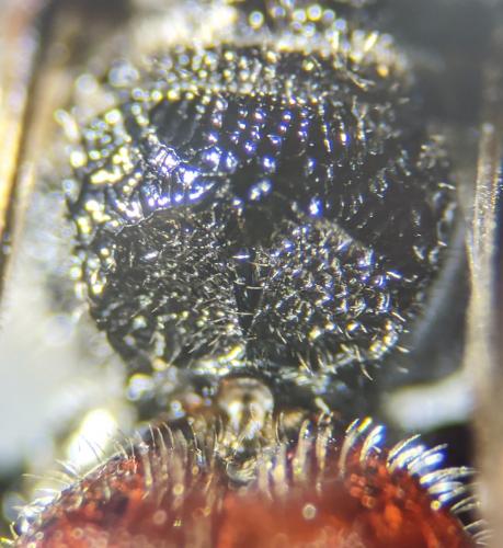 Réf. 251 305 : Sphecodes albilabris