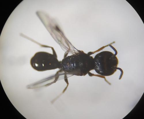 Réf. 251 336 : Spilomena beata
