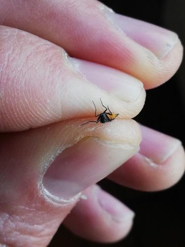 Sciara sp.