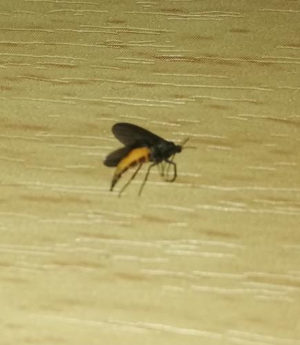 Sciara sp.