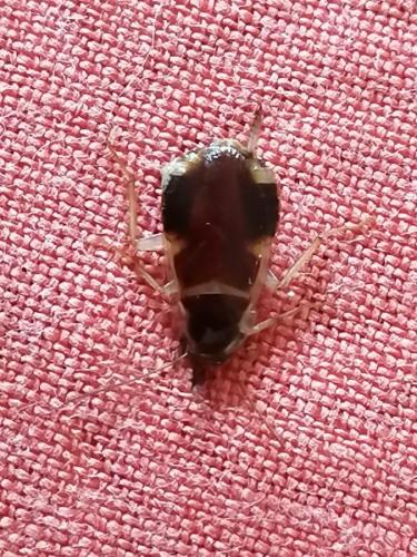 Réf. 251 411 : Supella longipalpa