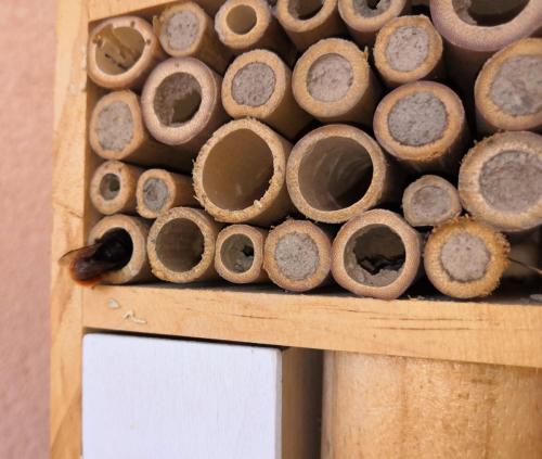 Osmia cornuta