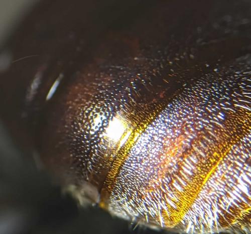 Réf. 251 518 : Sphecodes albilabris