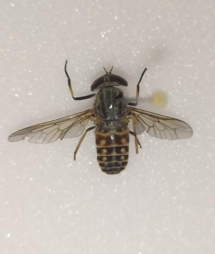 Réf. 251 824 : Tabanus glaucopis