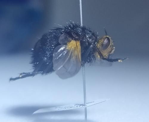 Réf. 251 832 : Tachina grossa