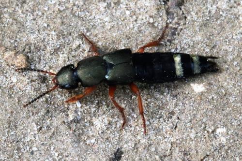 Platydracus fulvipes