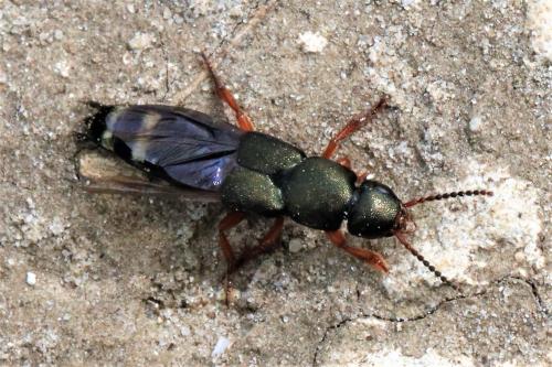 Platydracus fulvipes