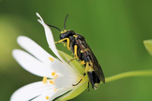 Zonuledo zonula