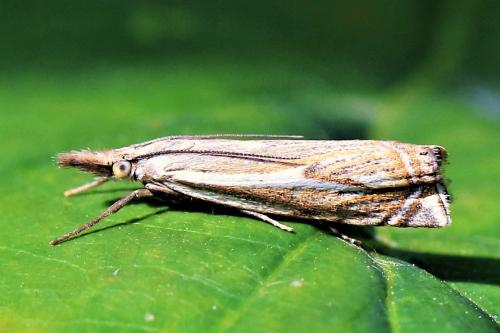 Réf. 251 638 : Crambus lathoniellus