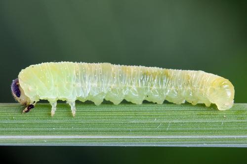 Réf. 251 173 : Tenthredo ignobilis