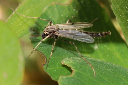 Stictochironomus sp.