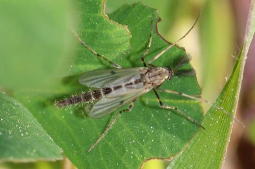 Réf. 251 820 : Stictochironomus sp.