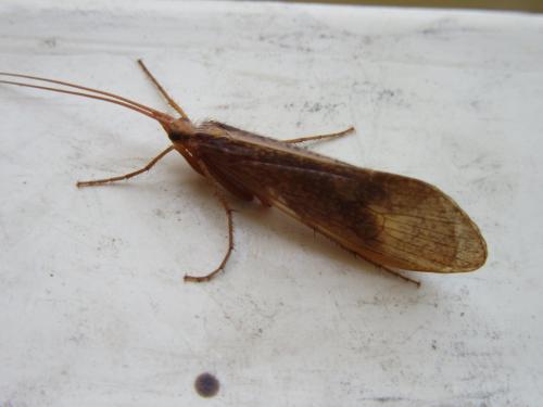 Réf. 251 244 : Stenophylax sp.