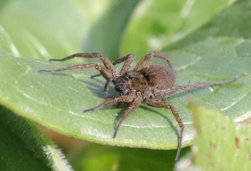 Pardosa sp.