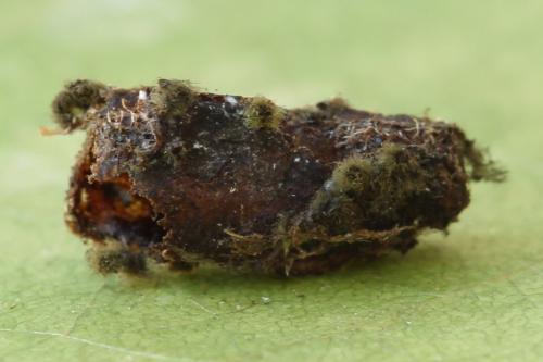 Pareophora pruni