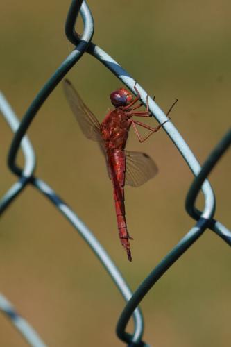 Réf. 251 681 : Crocothemis erythraea
