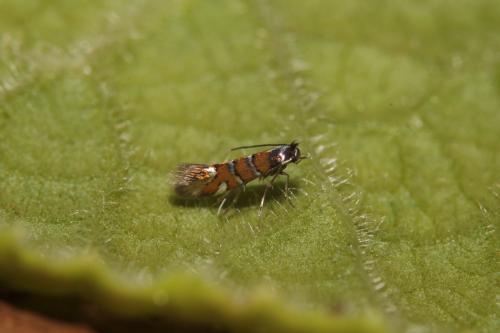 Phyllonorycter schreberella