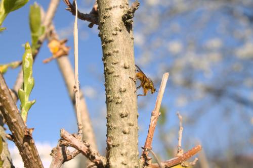 Scathophaga stercoraria