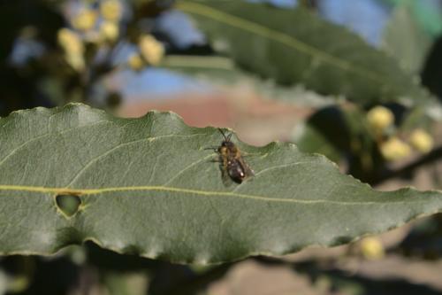 Andrena sp.