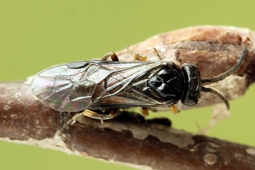 Pareophora pruni