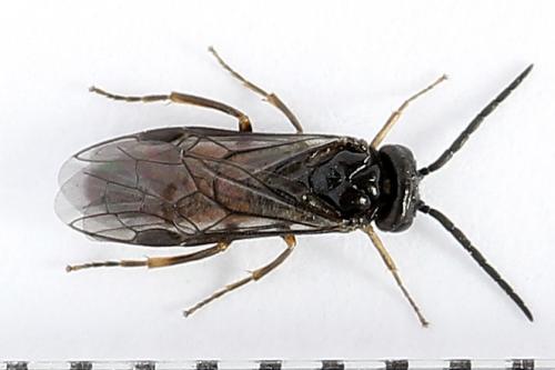 Pareophora pruni