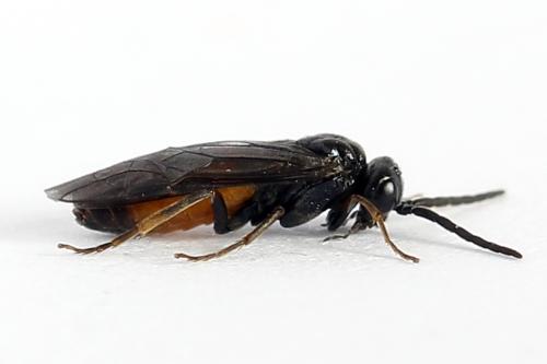 Réf. 251 013 : Pareophora pruni