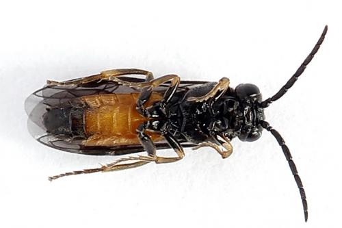 Réf. 251 014 : Pareophora pruni