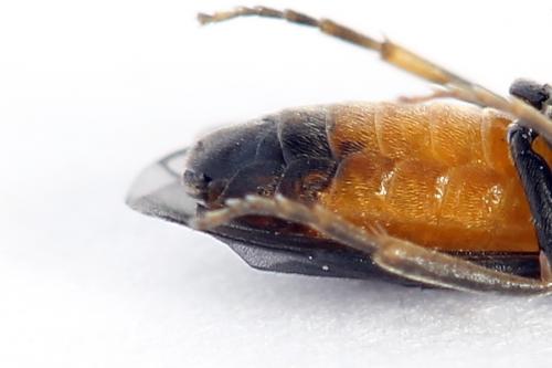 Pareophora pruni