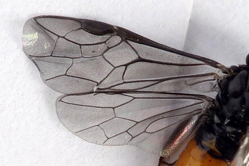 Pareophora pruni